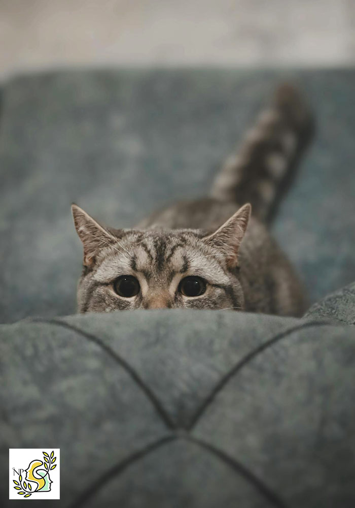 adhd in cats